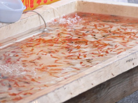 金魚を屋外で飼育する場合に注意する事は 飼い方を紹介 Japan Treasure Media Search