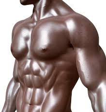 人の筋肉