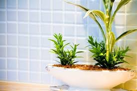 お風呂場の観葉植物